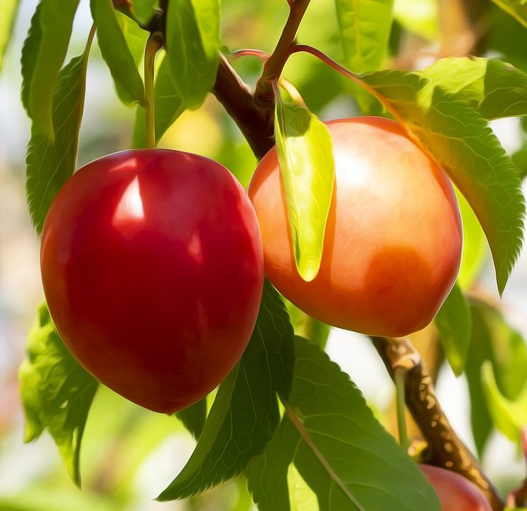 fruit, nature, mirabelles, tree, plums, power, orchard, fruit trees, red, mirabelle, plum tree